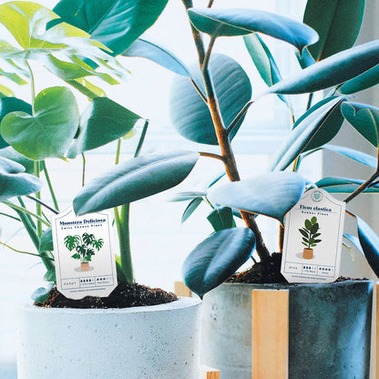 Bubblegum Stuff - Houseplant Care Tags