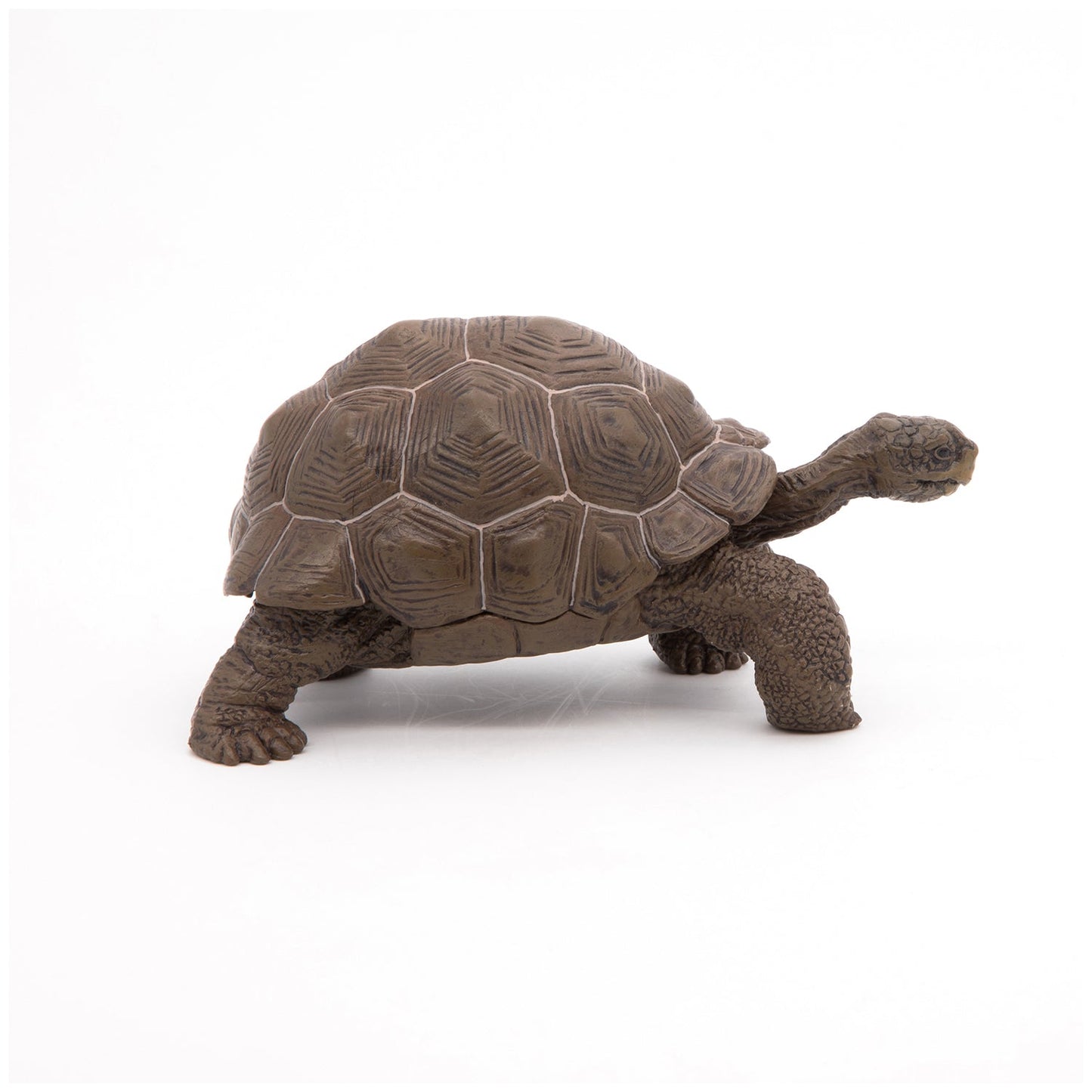 Papo - Galöpagos Tortoise  Figurine