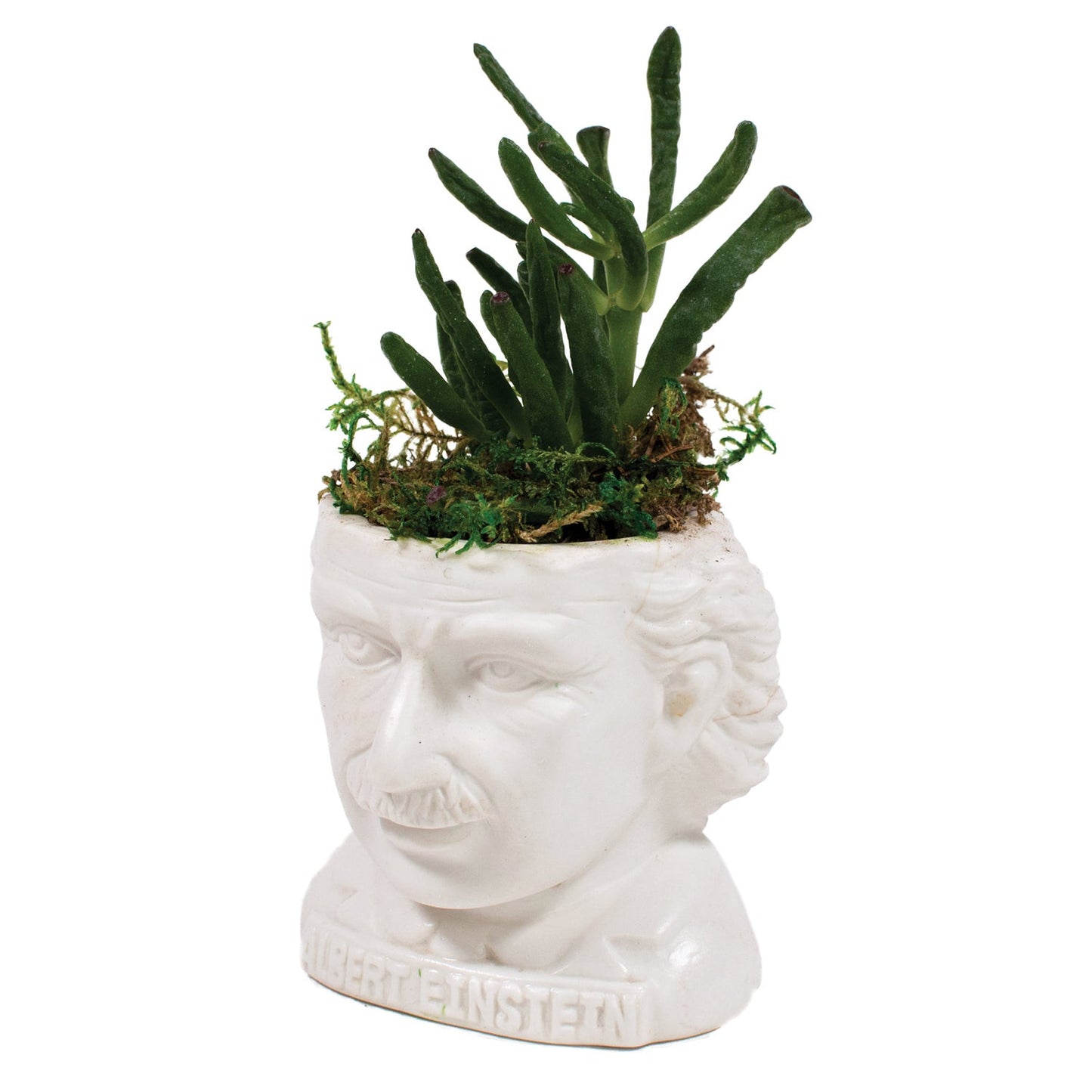 Albert Einstein Planter