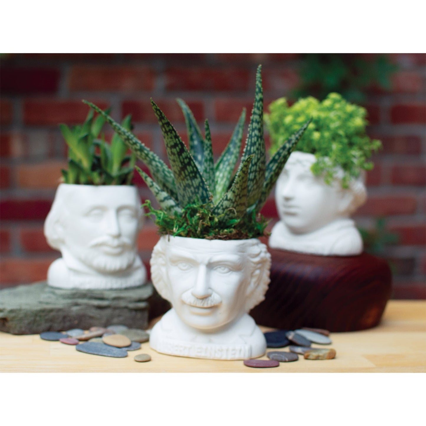 Albert Einstein Planter